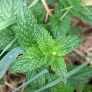 Mentha spicata at Gordon, ACT - 8 Mar 2019 02:09 PM