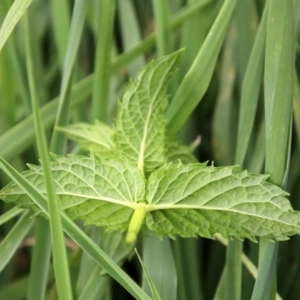 Mentha spicata at Gordon, ACT - 8 Mar 2019 02:09 PM