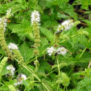 Mentha spicata at Gordon, ACT - 8 Mar 2019