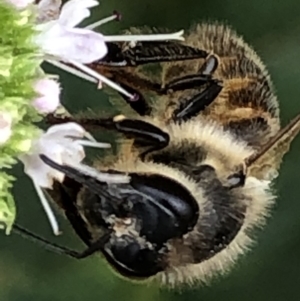 Apis mellifera at Monash, ACT - 9 Mar 2019