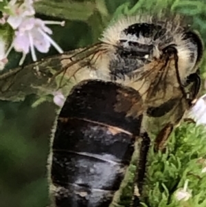 Apis mellifera at Monash, ACT - 9 Mar 2019