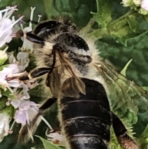 Apis mellifera at Monash, ACT - 9 Mar 2019