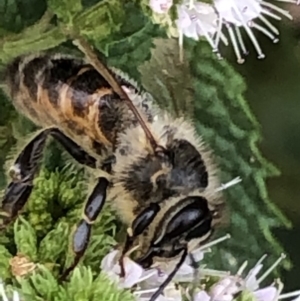 Apis mellifera at Monash, ACT - 9 Mar 2019