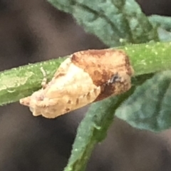 Epiphyas postvittana (Light Brown Apple Moth) at Monash, ACT - 9 Mar 2019 by jackQ