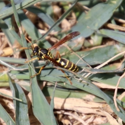 Polistes (Polistes) chinensis (Asian paper wasp) at Gordon, ACT - 8 Mar 2019 by RodDeb