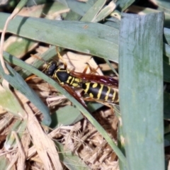 Polistes (Polistes) chinensis at Gordon, ACT - 8 Mar 2019 02:13 PM