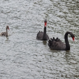 Cygnus atratus at Gordon, ACT - 8 Mar 2019