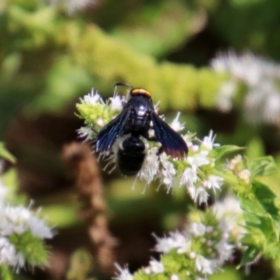 Scolia (Discolia) verticalis (Yellow-headed hairy flower wasp) at Gordon, ACT - 8 Mar 2019 by RodDeb