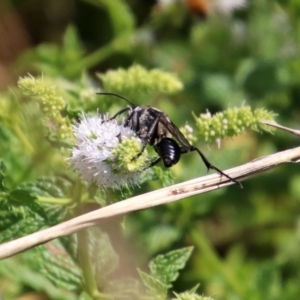 Isodontia sp. (genus) at Gordon, ACT - 8 Mar 2019