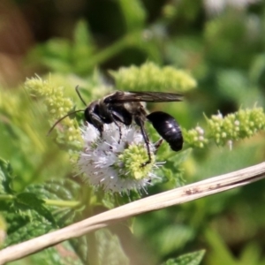 Isodontia sp. (genus) at Gordon, ACT - 8 Mar 2019 02:11 PM