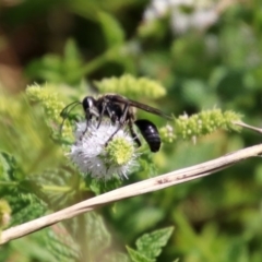 Isodontia sp. (genus) at Gordon, ACT - 8 Mar 2019