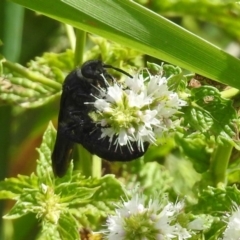 Austroscolia soror (Blue Flower Wasp) at Point Hut Pond - 8 Mar 2019 by RodDeb