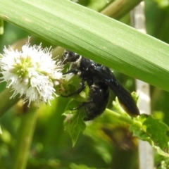 Austroscolia soror at Gordon, ACT - 8 Mar 2019 02:09 PM