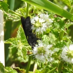 Austroscolia soror at Gordon, ACT - 8 Mar 2019 02:09 PM