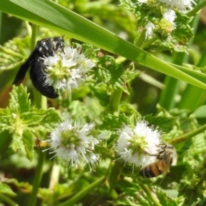 Austroscolia soror at Gordon, ACT - 8 Mar 2019 02:09 PM