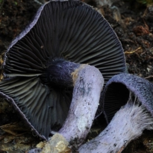 Cortinarius kioloensis at suppressed - suppressed