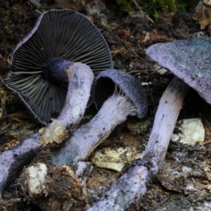 Cortinarius kioloensis at suppressed - suppressed