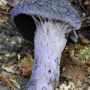 Cortinarius kioloensis at suppressed - suppressed