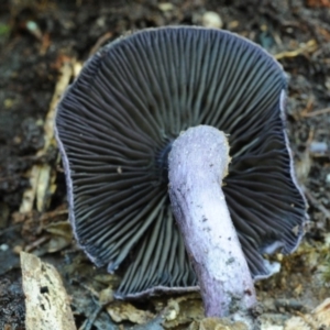 Cortinarius kioloensis at suppressed - suppressed