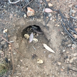 Pogona barbata at Hughes, ACT - suppressed