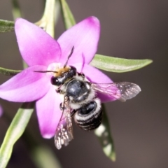 Megachile (Eutricharaea) maculariformis (Gold-tipped leafcutter bee) at Acton, ACT - 19 Feb 2019 by AlisonMilton