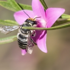 Megachile (Eutricharaea) maculariformis at Acton, ACT - 19 Feb 2019