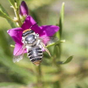 Megachile (Eutricharaea) maculariformis at Acton, ACT - 19 Feb 2019