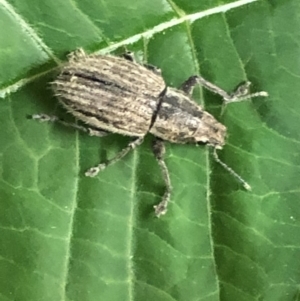 Naupactus leucoloma at Monash, ACT - 9 Mar 2019 08:06 PM