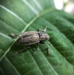 Naupactus leucoloma at Monash, ACT - 9 Mar 2019