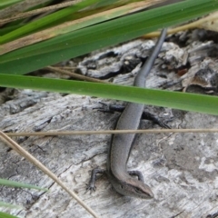 Lampropholis delicata (Delicate Skink) at Red Hill Nature Reserve - 9 Mar 2019 by JackyF