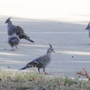 Ocyphaps lophotes at Deakin, ACT - 9 Mar 2019