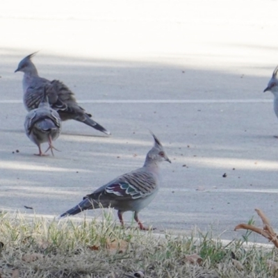 Ocyphaps lophotes (Crested Pigeon) at Deakin, ACT - 9 Mar 2019 by JackyF