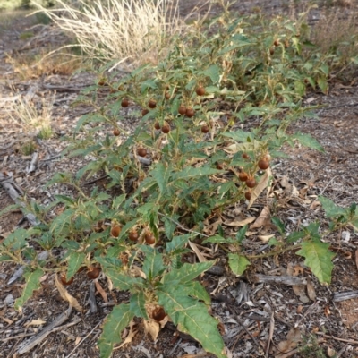 Solanum cinereum (Narrawa Burr) at Red Hill Nature Reserve - 9 Mar 2019 by JackyF