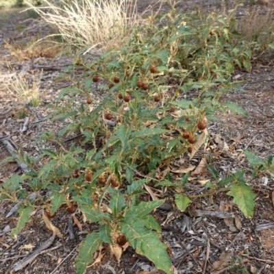 Solanum cinereum (Narrawa Burr) at Hughes, ACT - 9 Mar 2019 by JackyF