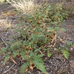 Solanum cinereum (Narrawa Burr) at Hughes, ACT - 9 Mar 2019 by JackyF