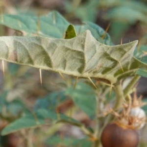 Solanum cinereum at Hughes, ACT - 9 Mar 2019