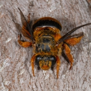 Amegilla (Asaropoda) bombiformis at Kioloa, NSW - 9 Mar 2019