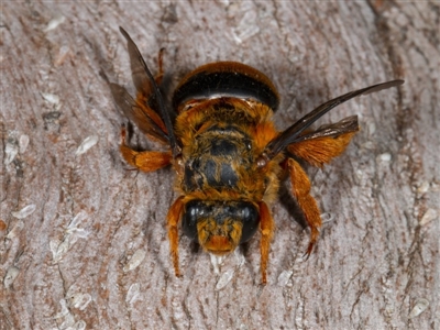 Amegilla (Asaropoda) bombiformis (Teddy Bear Bee) at Kioloa, NSW - 9 Mar 2019 by DerekC