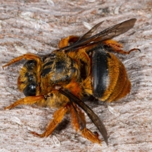 Amegilla (Asaropoda) bombiformis at Kioloa, NSW - 9 Mar 2019