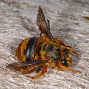 Amegilla (Asaropoda) bombiformis at Kioloa, NSW - 9 Mar 2019