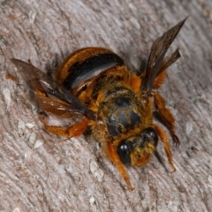 Amegilla (Asaropoda) bombiformis at Kioloa, NSW - 9 Mar 2019