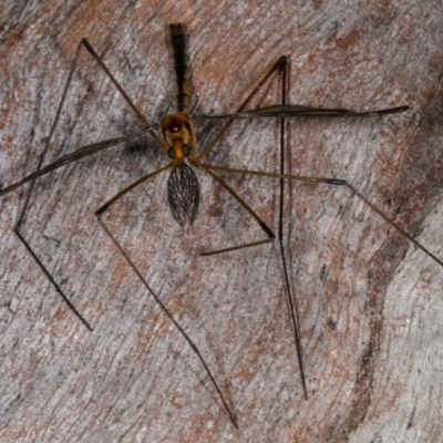 Leptotarsus (Leptotarsus) sp.(genus) (A Crane Fly) at Kioloa, NSW - 9 Mar 2019 by DerekC