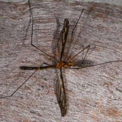 Leptotarsus (Leptotarsus) sp.(genus) at Kioloa, NSW - 9 Mar 2019