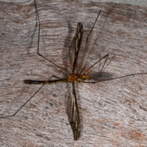 Leptotarsus (Leptotarsus) sp.(genus) at Kioloa, NSW - 9 Mar 2019 04:31 PM