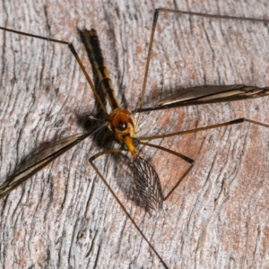 Leptotarsus (Leptotarsus) sp.(genus) at Kioloa, NSW - 9 Mar 2019 04:31 PM