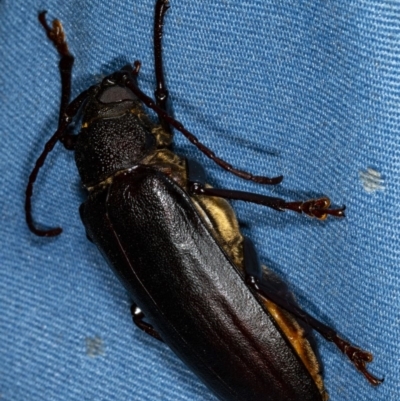 Unidentified Longhorn beetle (Cerambycidae) at Kioloa, NSW - 25 Dec 2018 by DerekC