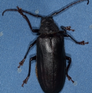 Paroplites australis at Kioloa, NSW - 25 Dec 2018