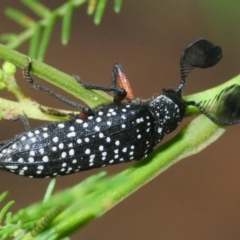 Rhipicera femorata (Feather-horned beetle) at Weetangera, ACT - 9 Mar 2019 by Harrisi