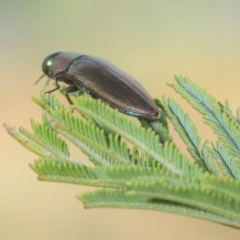 Melobasis sp. (genus) (Unidentified Melobasis jewel Beetle) at Weetangera, ACT - 8 Mar 2019 by Harrisi