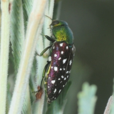 Diphucrania leucosticta (White-flecked acacia jewel beetle) at Weetangera, ACT - 8 Mar 2019 by Harrisi